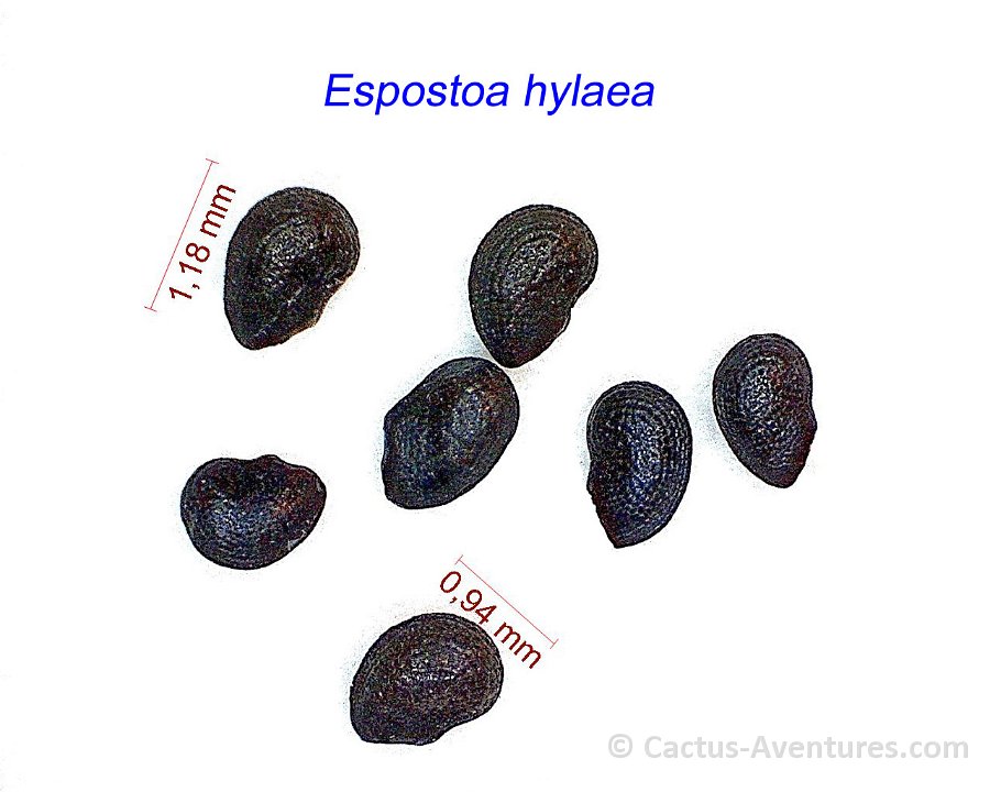 Espostoa hylaea